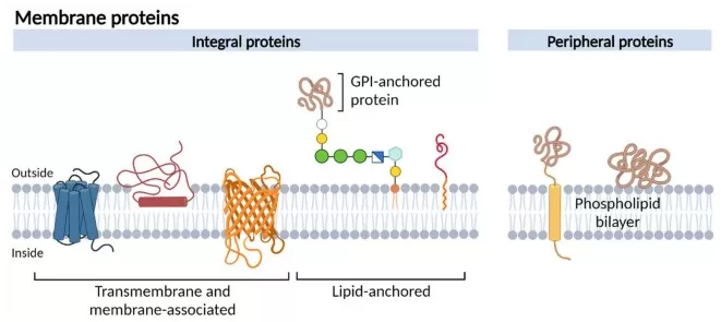 Schematic representation of different membrane protein types.